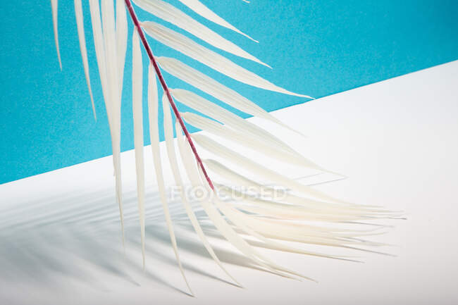 Снизу белый тропический лист пальмы расположены на синем и белом фоне, представляющие летний отдых на солнечном пляже — стоковое фото