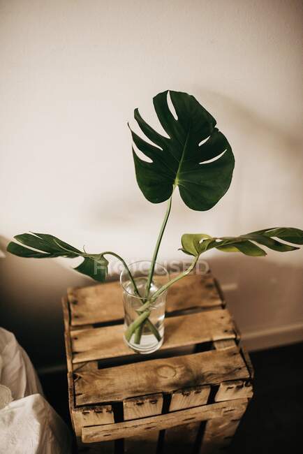 Glass with green monstera leaves in water placed on lumber box — Stock Photo