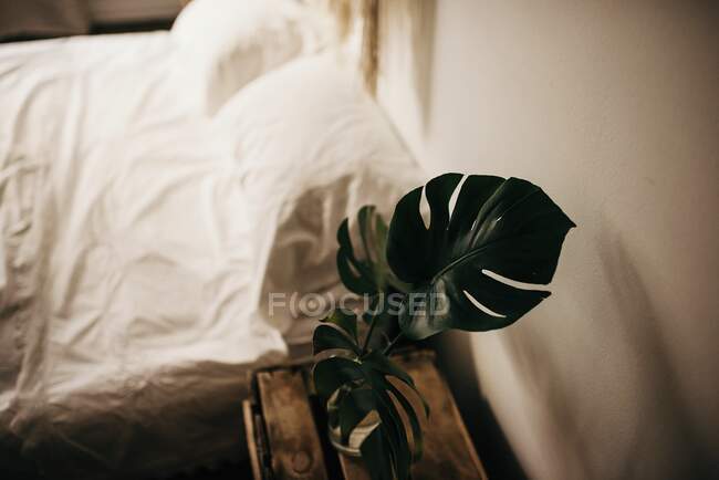 De encima de vidrio con agua dulce y hojas de monstera verde colocadas en la caja de madera contra la pared en el dormitorio - foto de stock