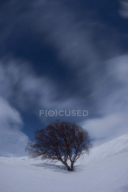 Paysage hivernal avec arbre sans feuilles poussant sur fond neigeux contre ciel nuageux bleu — Photo de stock