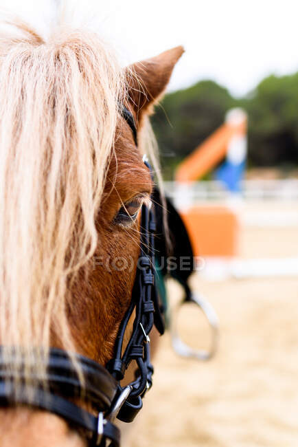 Demi-visage de cheval debout dans le paddock sablonneux de l'école équestre dans la campagne — Photo de stock
