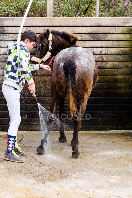 Adolescente niño usando manguera para lavar abrigo de caballo romano contra pared de madera de puesto después de la lección de equitación en la escuela ecuestre - foto de stock