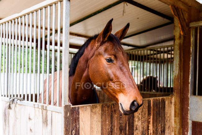 Baie cheval debout dans le stalle en bois et reposant dans l'écurie de l'école équestre dans la campagne — Photo de stock