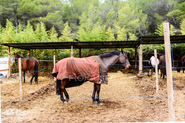Коричневая лошадь в одеяле стоит у нитки барьера в вольере на ранчо конной школы в сельской местности — стоковое фото