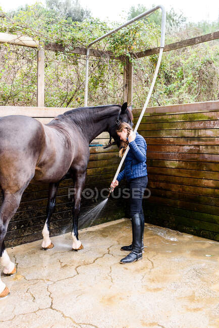 Девочка-подросток использует шланг для мытья пальто лошади рона против деревянной стены стойла после урока верховой езды в школе верховой езды — стоковое фото