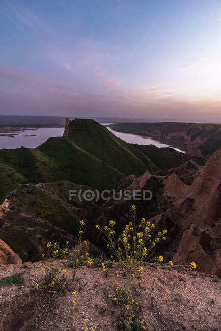 Piccoli fiori gialli che crescono contro verde collina erbosa in una natura tranquilla vicino antiche rovine torre su un paesaggio costiero tramonto — Foto stock