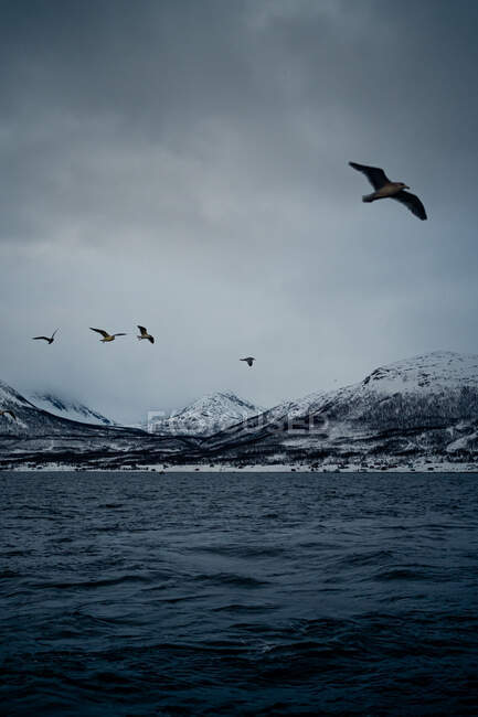 Agua de mar con aves volando en el cielo gris nublado contra la costa nevada de la montaña en invierno en Noruega - foto de stock