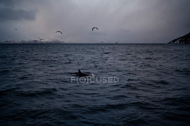 Високий кут самотнього чорного кита, який плаває в неспокійній морській воді, і птахів, що літають в сірому хмарному небі проти снігового гірського узбережжя взимку в Норвегії. — стокове фото