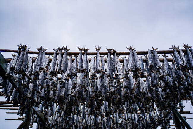D'en bas construction avec des piliers métalliques et des poutres avec des poissons secs pendus contre ciel nuageux gris dans la rue en Norvège — Photo de stock