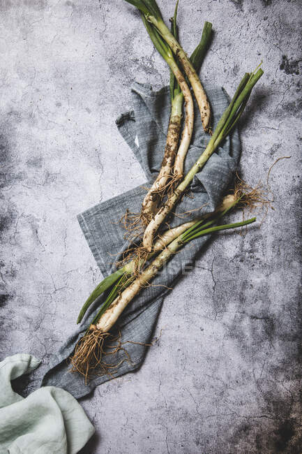 Vista superior de racimo de cebolla calsot sucia madura colocada en bandeja y paño de lino sobre mesa de madera cerca de cuchillo en Cataluña, España - foto de stock