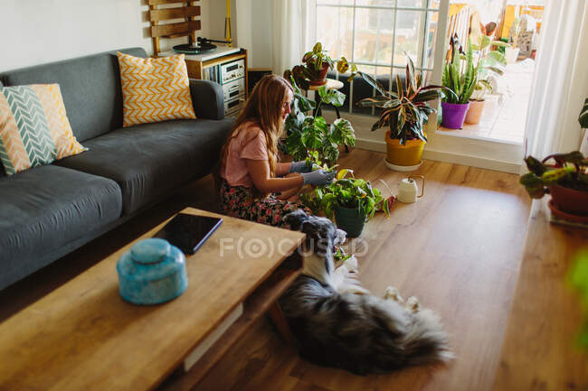 Vista lateral da mulher descalça com cabelos longos sentados no chão perto peludo Collie e tendendo planta envasada com folhas secas na acolhedora sala de estar em casa — Fotografia de Stock