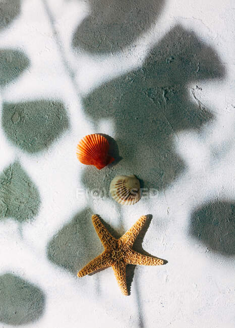 Верхний вид сушеной морской звезды и мелких раковин, размещенных на поверхности штукатурки возле тени ветки дерева с листьями в летний день — стоковое фото