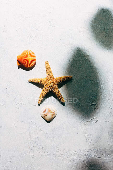 Верхний вид сушеной морской звезды и мелких раковин, размещенных на поверхности штукатурки возле тени ветки дерева с листьями в летний день — стоковое фото