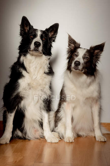 Gravi cani di razza bianca e nera guardando in alto mentre seduto sul pavimento in legno contro la parete grigia — Foto stock