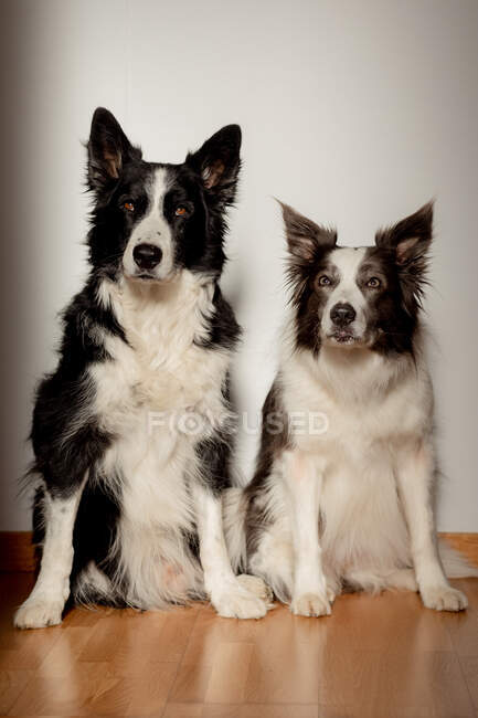 Sérieux chiens de race blancs et noirs regardant la caméra tout en étant assis sur le sol en bois contre le mur gris — Photo de stock