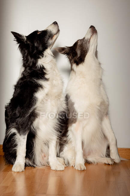 Серьезные белые и черные чистокровные собаки смотрят вверх, сидя на деревянном полу на серой стене — стоковое фото
