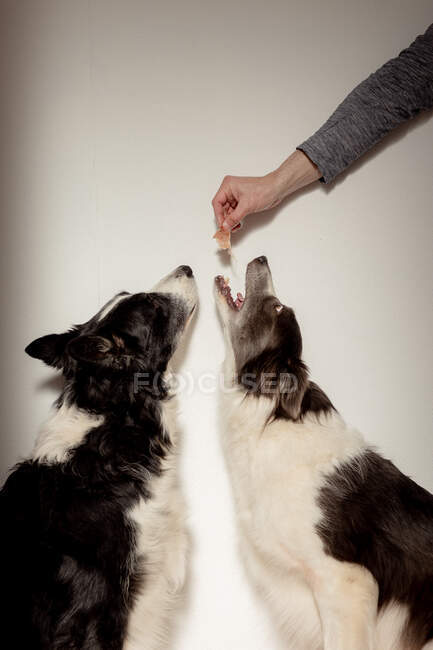 Side view of funny black and white purebred dogs receiving small piece of chicken from above while having snack time — Stock Photo