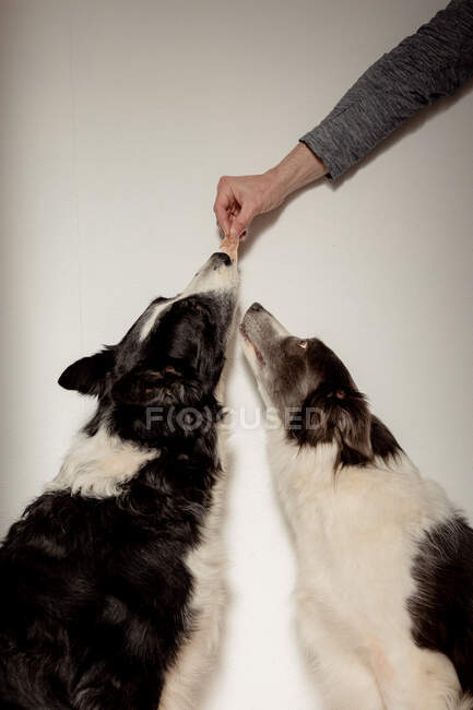 Вид збоку смішних чорно-білих чистокровних собак, які отримують невеликий шматочок курки зверху, маючи час перекусу — стокове фото