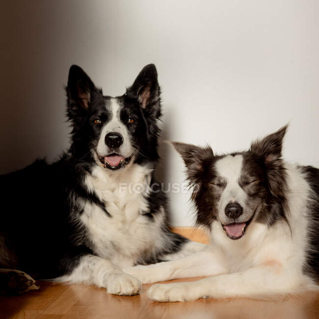 Серйозні білі і чорні чистокровні собаки дивляться на камеру, сидячи на дерев'яній підлозі проти сірої стіни — стокове фото