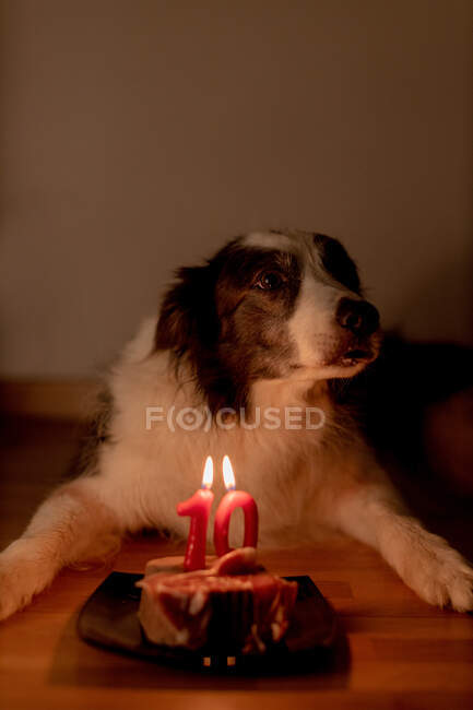 Calm Border Collie perro recibiendo carne cruda de cumpleaños con velas encendidas en el plato mientras está acostado en el suelo en la habitación con las luces apagadas — Stock Photo