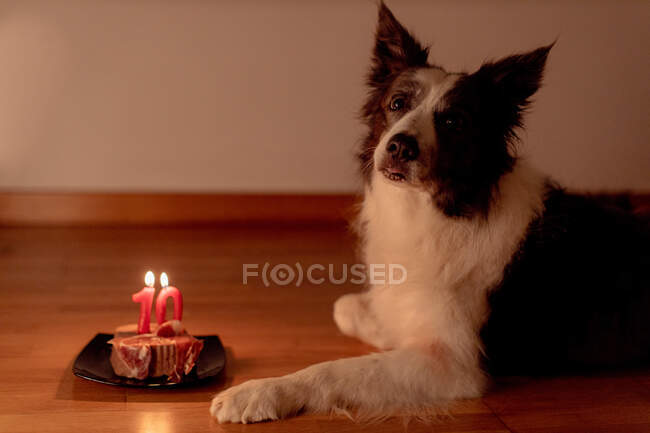Vista laterale di calma Confine Collie cane ricevendo cruda bistecca di compleanno con candele accese sul piatto mentre sdraiato sul pavimento nella stanza con le luci spente — Foto stock