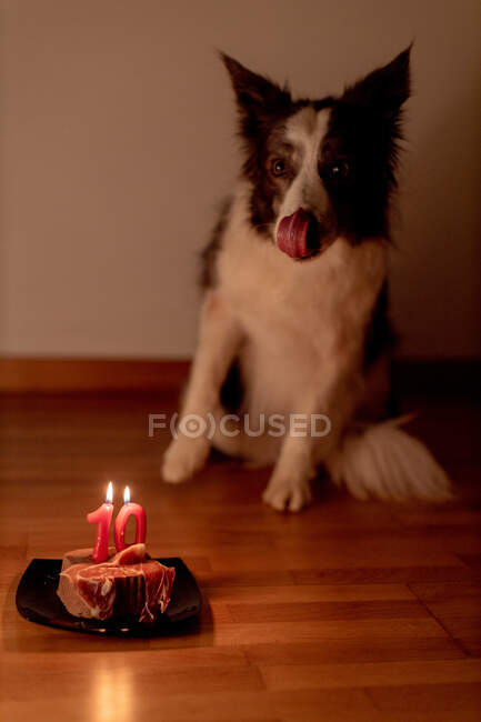 Спокойная пограничная колли собака получает сырой стейк день рождения с горящими свечами на тарелке, лежа на полу в комнате с выключенным светом — стоковое фото