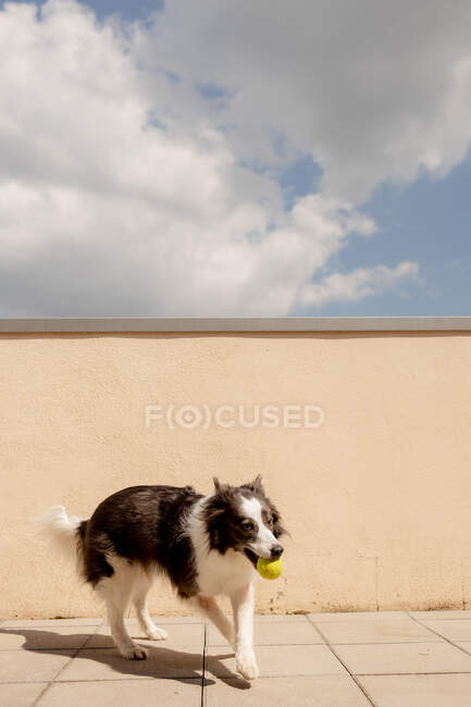 Emocionado Border Collie llevando bola amarilla en la boca jugando cerca de valla de hormigón y corriendo a lo largo del camino al propietario en la calle soleada - foto de stock