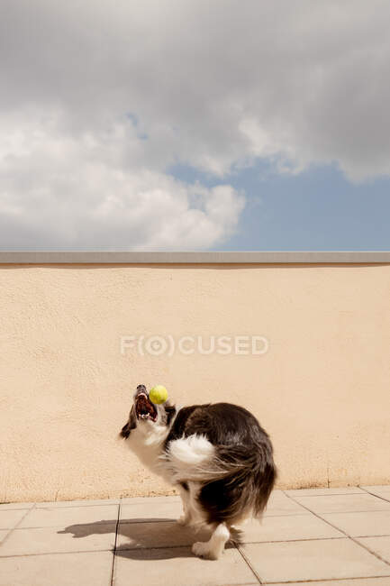 Excited Border Collie carrying yellow ball in mouth playing near concrete fence and running along path to owner in sunny street — Stock Photo