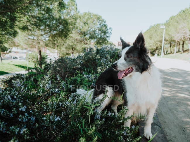 Curious Border Collie dog standing on flowerbed near trowalk and looking away during walk with owner in sunny park — стоковое фото
