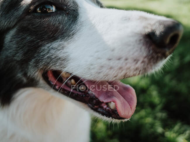 Curioso Border Collie cane in piedi su aiuola vicino marciapiede nel parco soleggiato — Foto stock