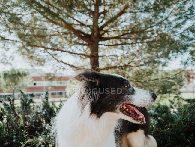 Цікава собака Border Collie стоїть на клумбі біля тротуару в сонячному парку — стокове фото