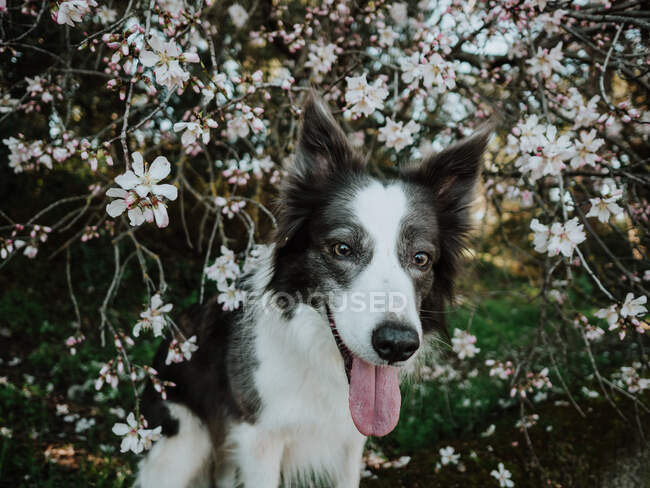 Curioso Border Collie cão em pé no canteiro de flores perto da calçada no parque ensolarado — Fotografia de Stock