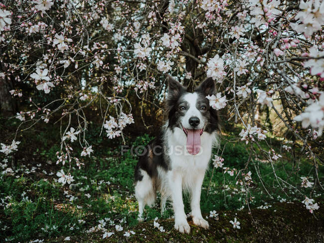 Curious Border Collie dog standing on flowerbed near sidewalk in sunny park — Stock Photo