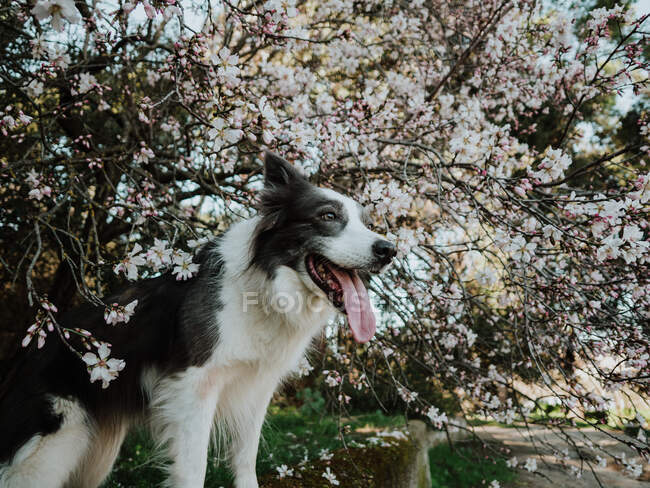 Curioso Border Collie cão em pé no canteiro de flores perto da calçada no parque ensolarado — Fotografia de Stock