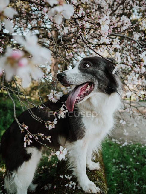Curieux chien Border Collie debout sur le parterre près du trottoir dans un parc ensoleillé — Photo de stock