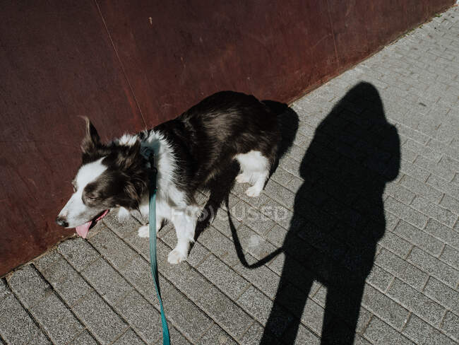 From above view of cute fluffy Border Collie dog on leash standing near shadow of owner on sunny sidewalk — Stock Photo