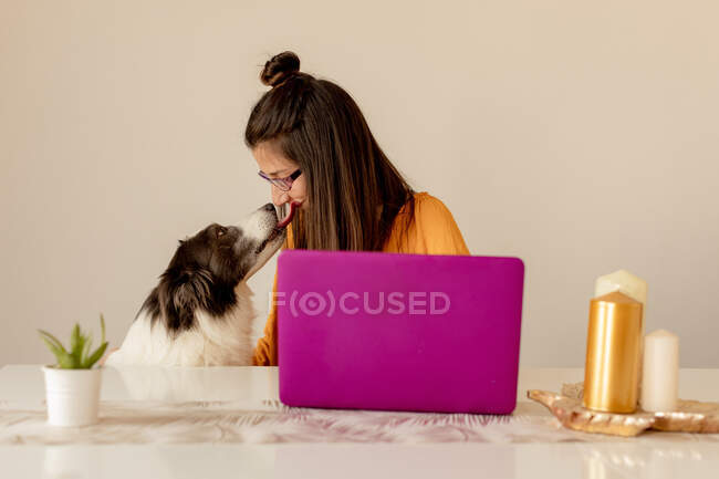 Счастливая собака облизывает женщину, пока женщина работает на ноутбуке и сидит за столом со свечами и горшком растения дома во время карантина — стоковое фото