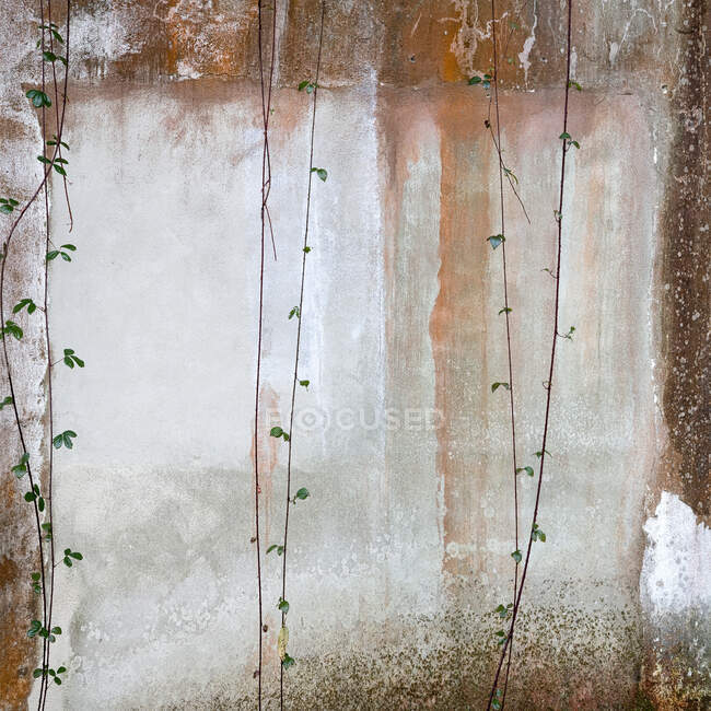 Viñas frescas de planta delgada colgando contra una pared de cemento en mal estado fuera de un edificio abandonado - foto de stock