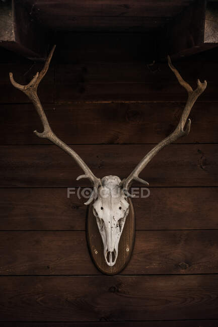 Crânio branco de veado com chifres crânio ligado à parede de madeira na casa do campo na Cantábria — Fotografia de Stock