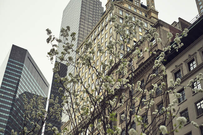 Da sotto di albero con fiori bianchi su sfondo di facciate di edifici vecchi e moderni in distretto di città di Nuova York — Foto stock