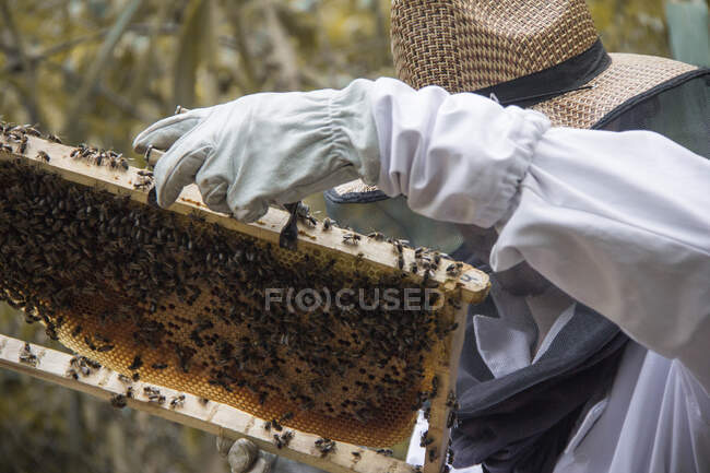 Anonymous beekeeper in protective white costume gloves and wicker hat holding frame of honeycomb with many bees and honey while working on bee farm — Stock Photo