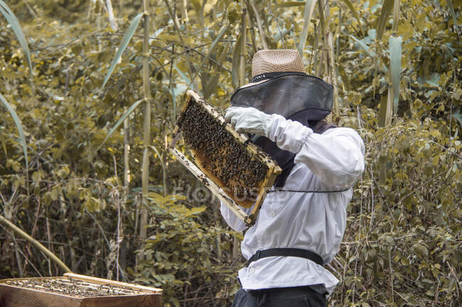 Apicultor segurando quadro de favos de mel com abelhas — Fotografia de Stock
