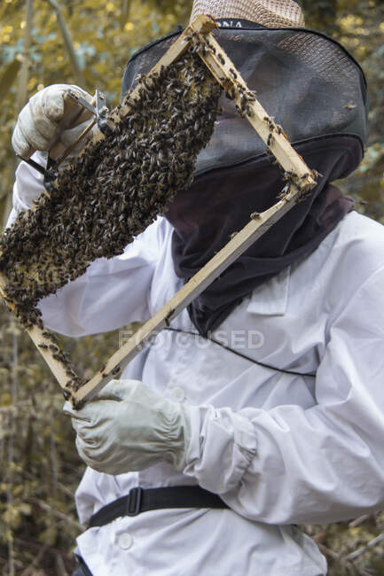 Apicultor segurando quadro de favos de mel com abelhas — Fotografia de Stock
