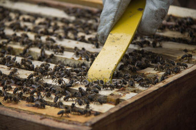 Apiculteur prenant cadre de nids d'abeilles avec abeilles — Photo de stock