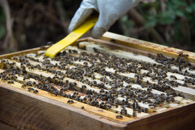 Apicultor tomando quadro de favos de mel com abelhas — Fotografia de Stock