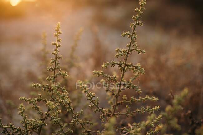 Vista de plantas em luz quente do pôr do sol — Fotografia de Stock