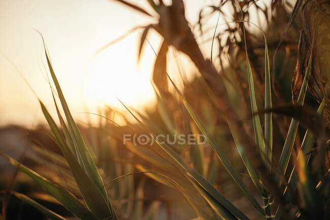 Folhas de palma em luz quente do pôr do sol — Fotografia de Stock