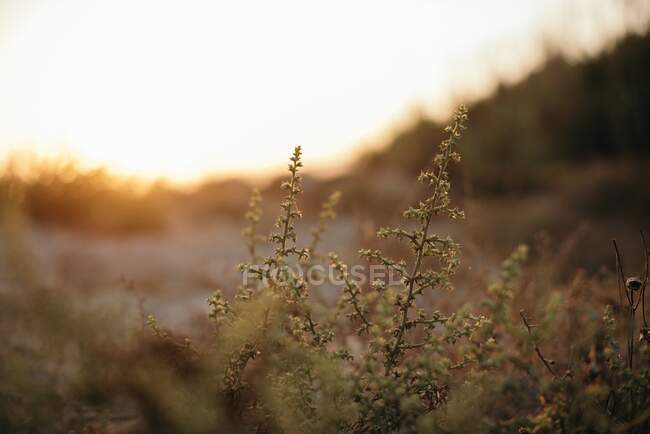Plantes tiges avec coucher de soleil ciel sur le fond — Photo de stock