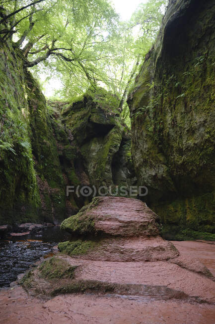 Моховинні зелені скелі з деревами, що ростуть зверху — стокове фото