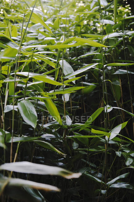 Primo piano colpo di foglie verdi lussureggianti — Foto stock